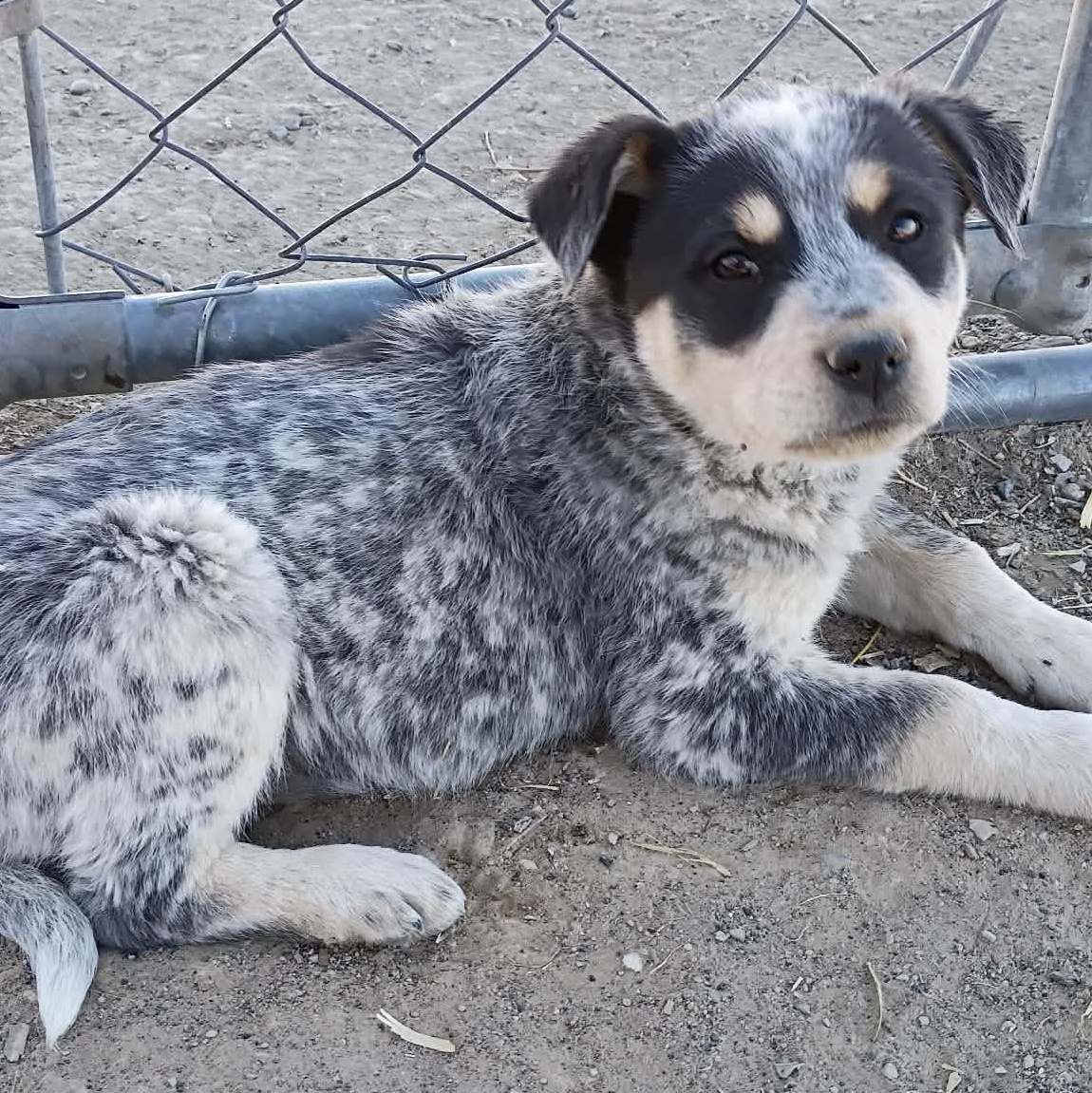 Sport, ADOPTABLE, Puppy Male Australian Cattle Dog / Blue Heeler & Shepherd.