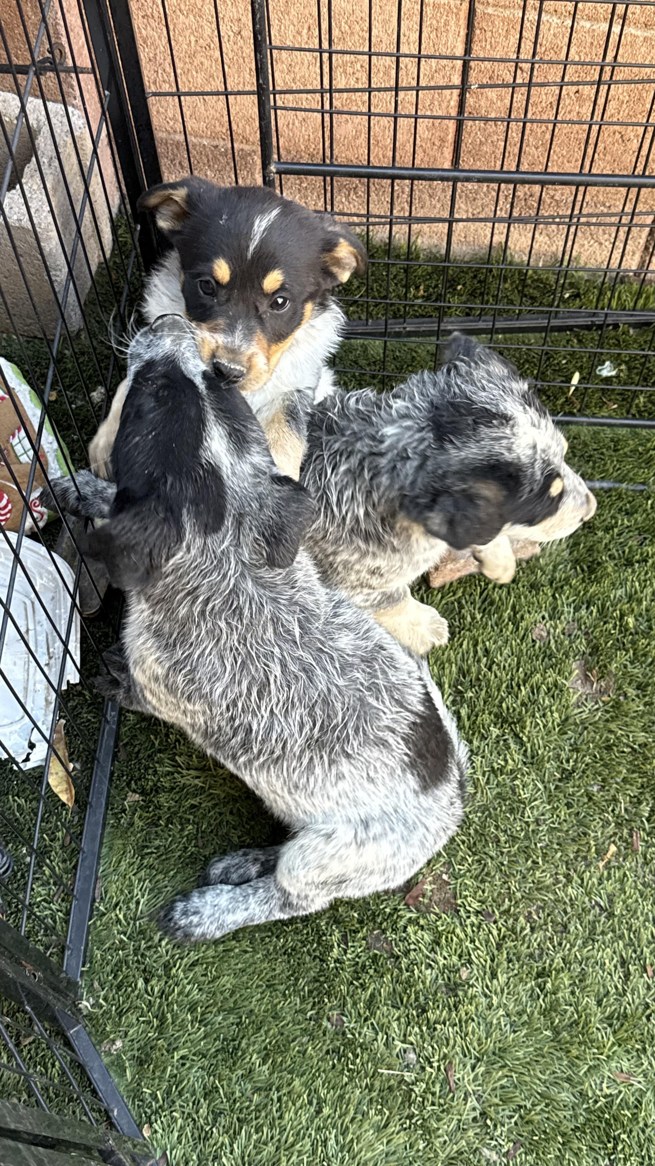 Sport, a ADOPTABLE mixed breed in Scottsdale, AZ image 3/3