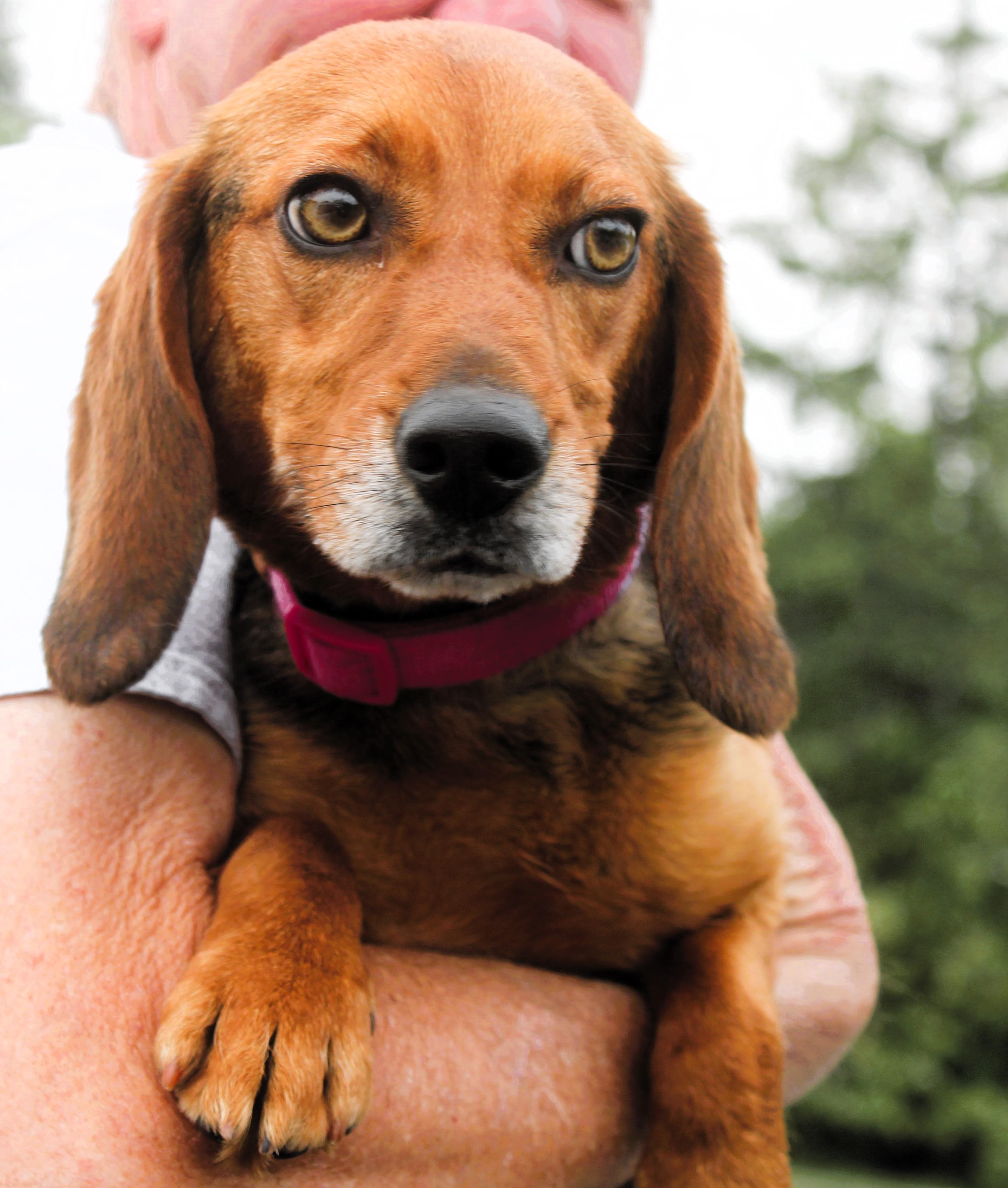 Enlarge Addie, an adopted Beagle in Honeoye Falls, NY image 1/2