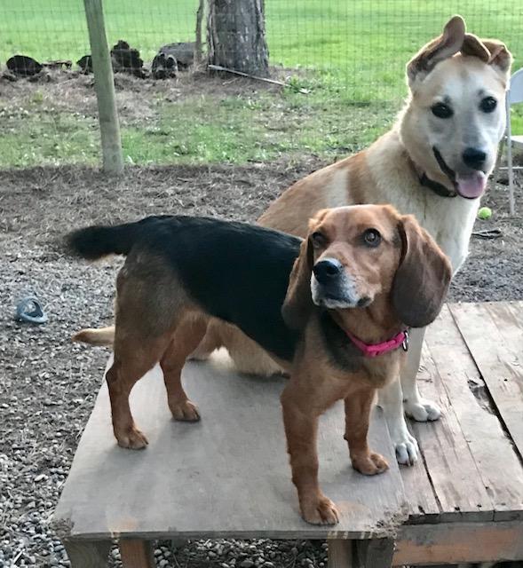 Enlarge Addie, an adopted Beagle in Honeoye Falls, NY image 2/2