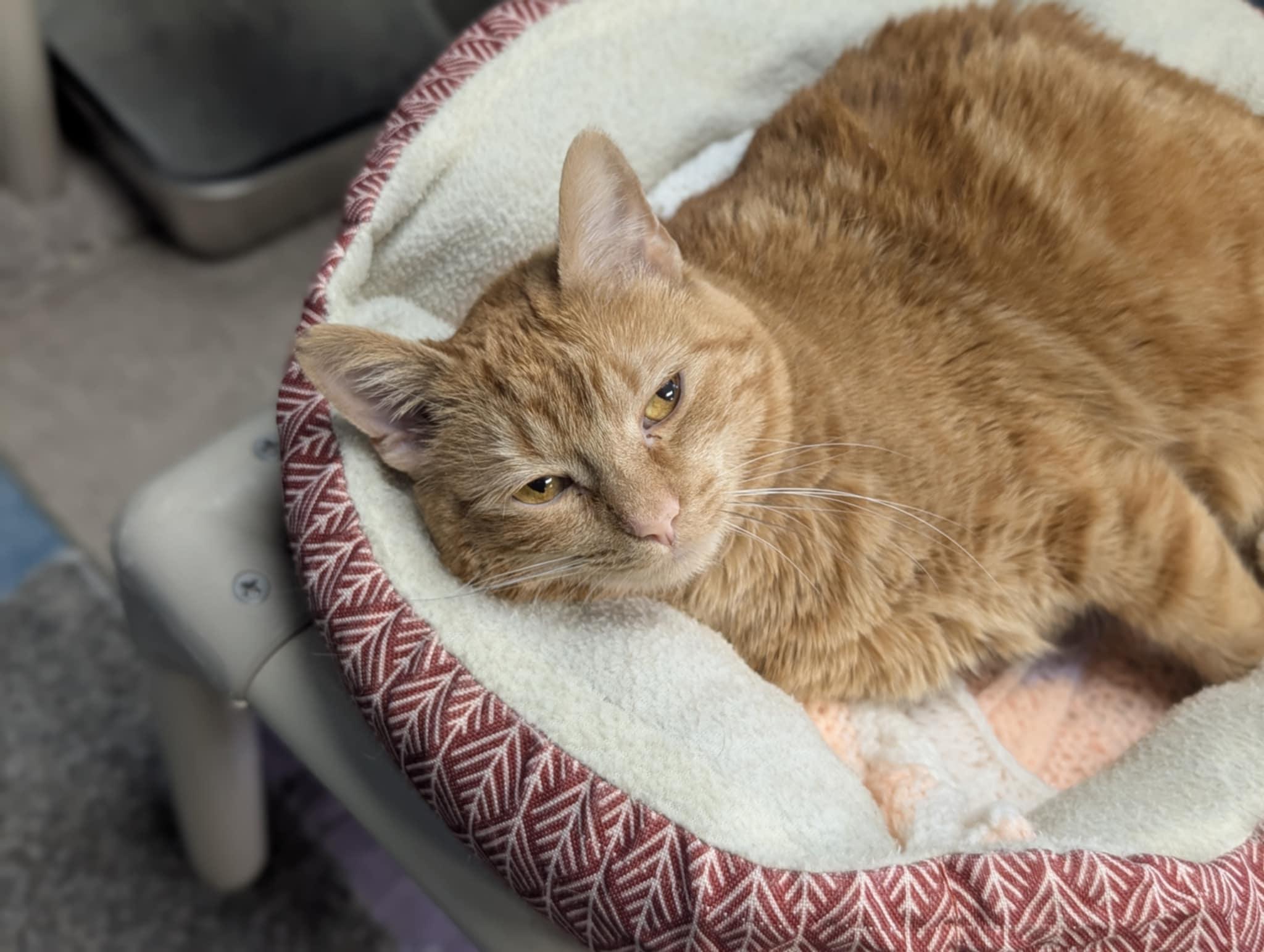 Ember, ADOPTABLE, Adult Female Domestic Short Hair.