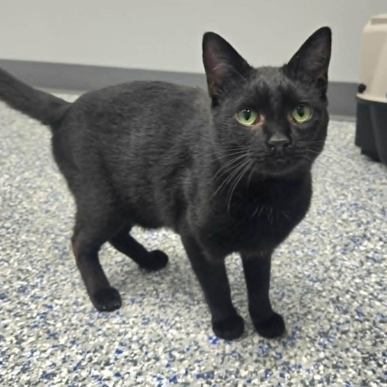 Enlarge Jerome, a ADOPTABLE Domestic Short Hair in Watertown, WI image 1/2