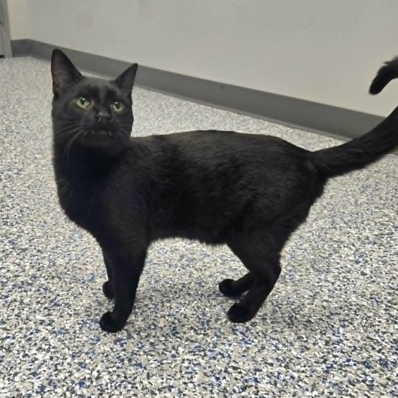 Enlarge Jerome, a ADOPTABLE Domestic Short Hair in Watertown, WI image 2/2