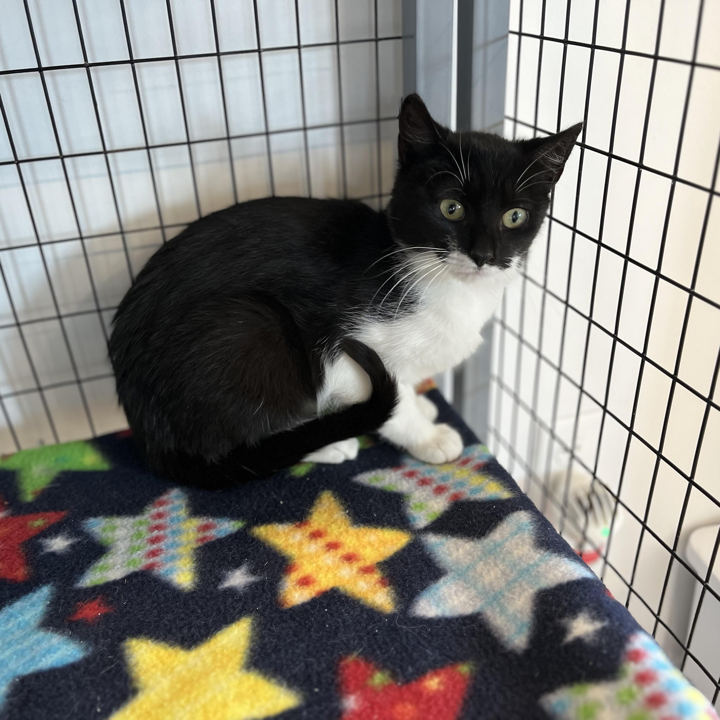 Enlarge Delilah, a ADOPTABLE American Shorthair in Hull, MA image 2/5