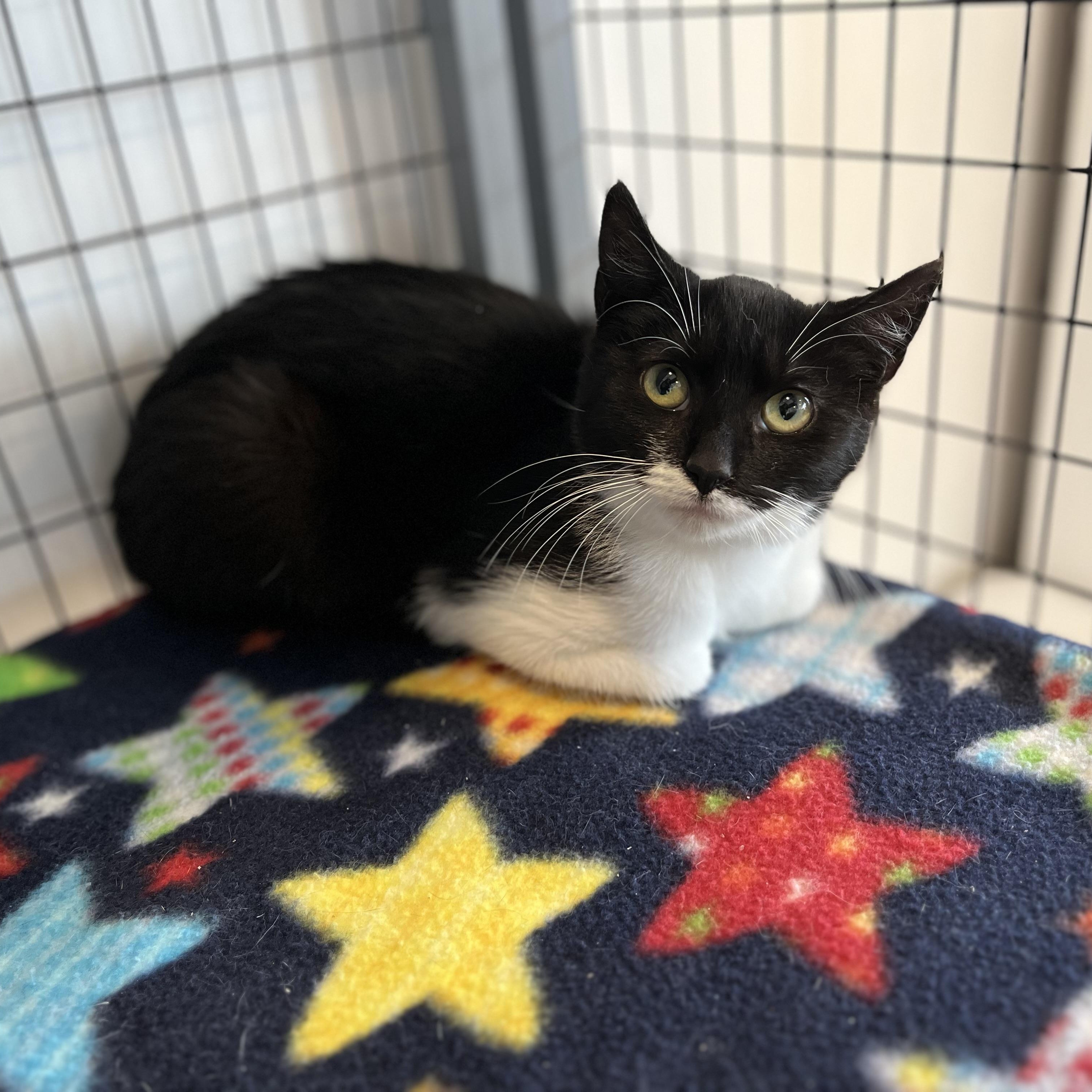 Enlarge Delilah, a ADOPTABLE American Shorthair in Hull, MA image 1/5