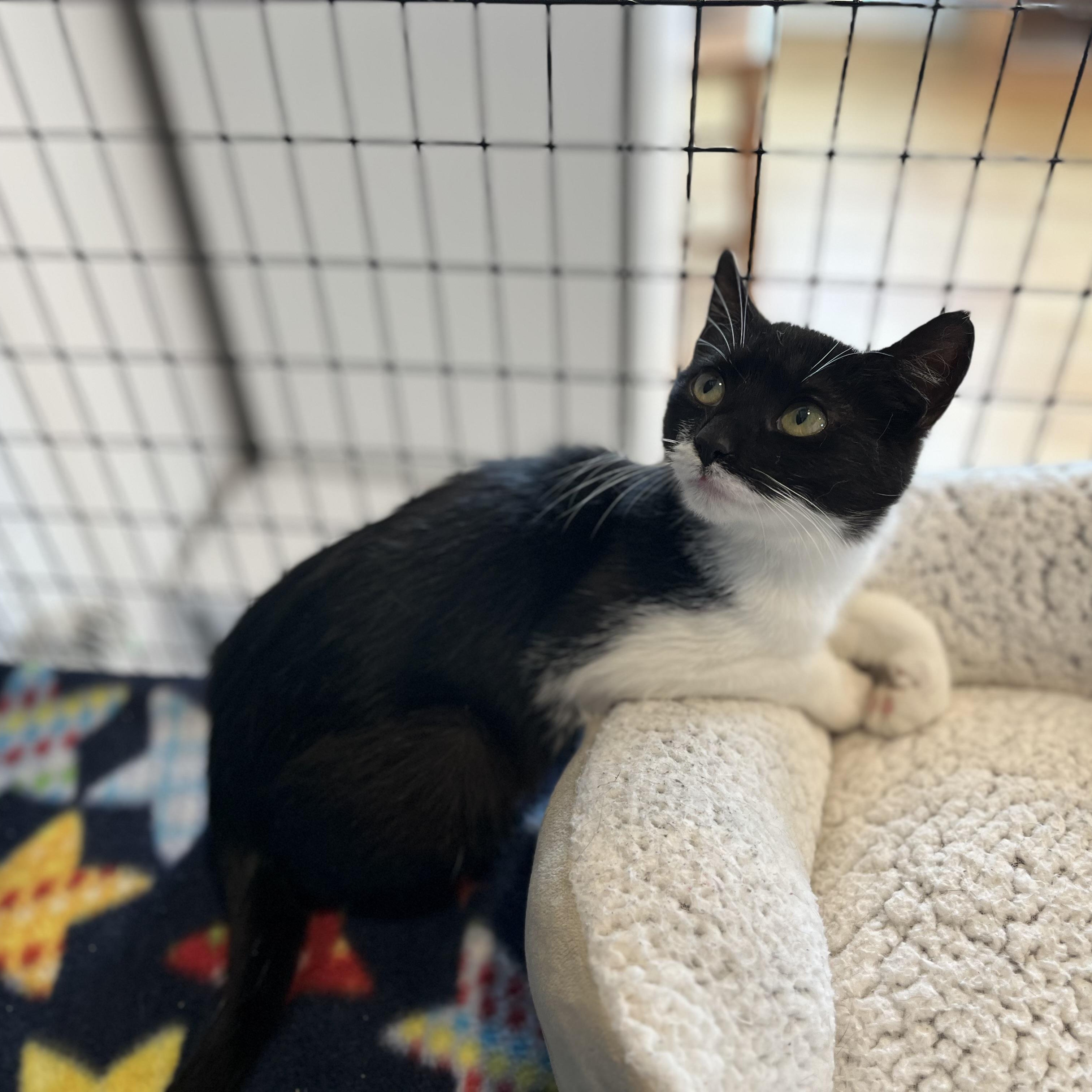 Enlarge Delilah, a ADOPTABLE American Shorthair in Hull, MA image 3/5