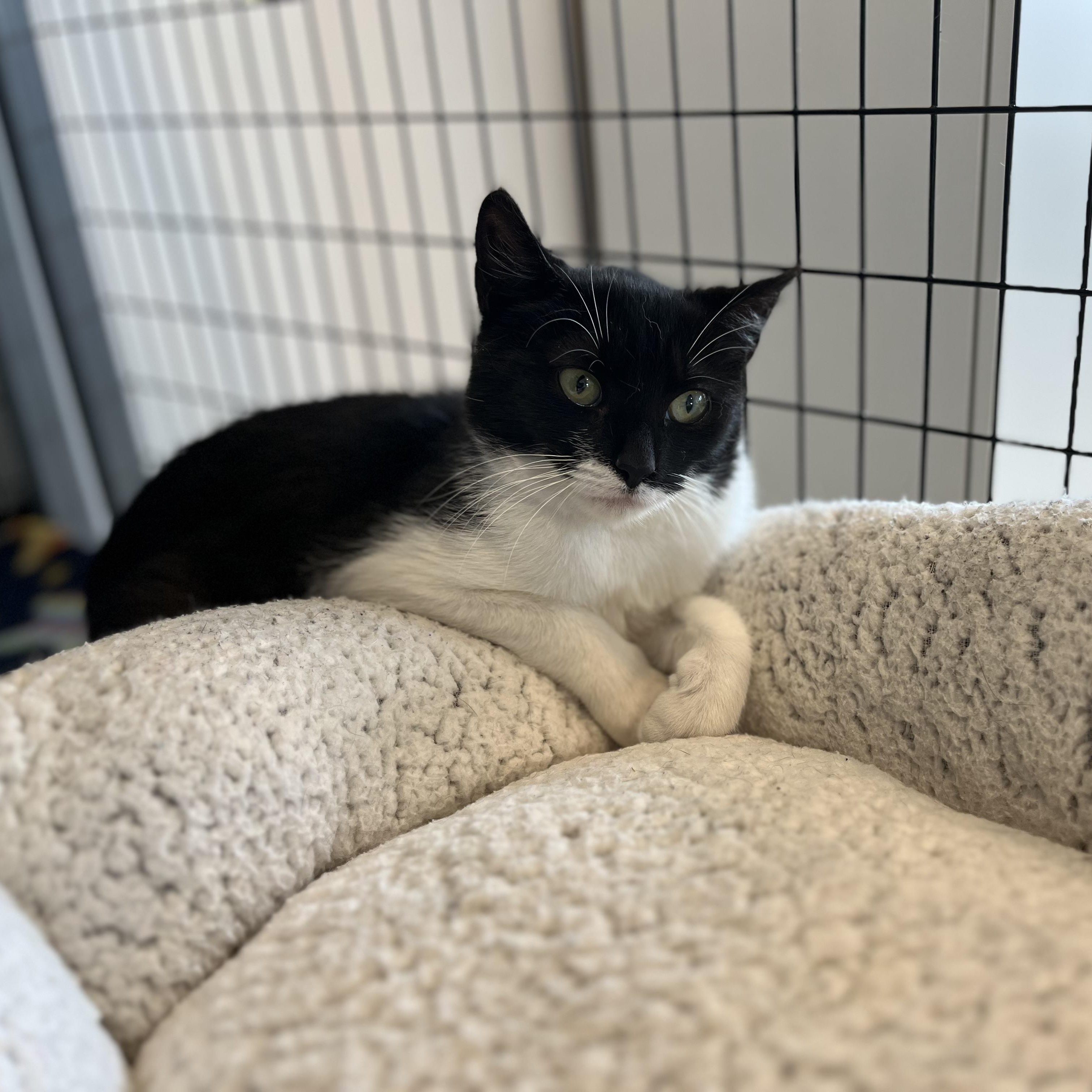 Enlarge Delilah, a ADOPTABLE American Shorthair in Hull, MA image 4/5