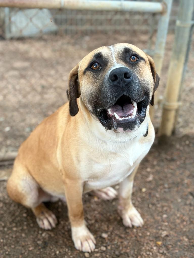 Enlarge Elko, a Adoptable mixed breed in Lockhart, TX image 1/5