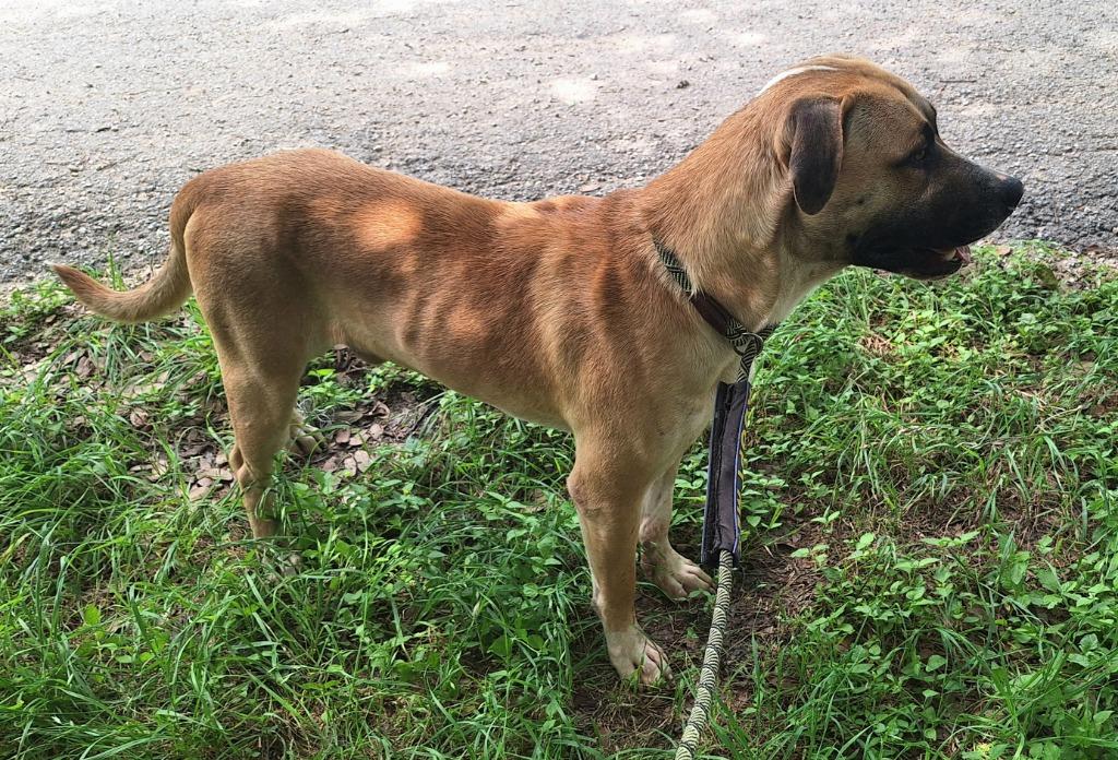 Enlarge Elko, a Adoptable mixed breed in Lockhart, TX image 2/5