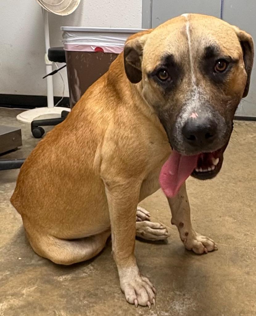 Enlarge Elko, a Adoptable mixed breed in Lockhart, TX image 3/5