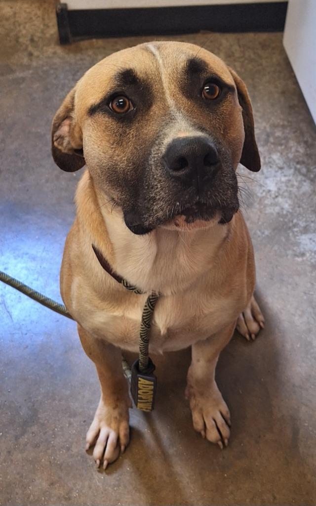 Enlarge Elko, a Adoptable mixed breed in Lockhart, TX image 4/5