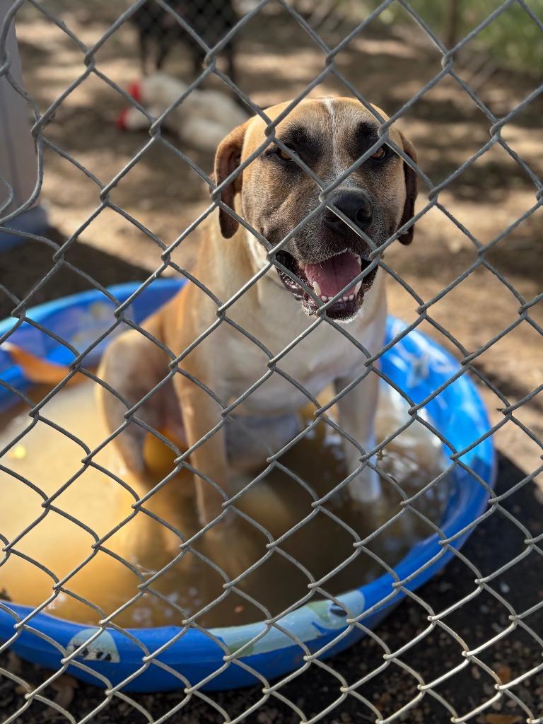 Enlarge Elko, a Adoptable mixed breed in Lockhart, TX image 5/5