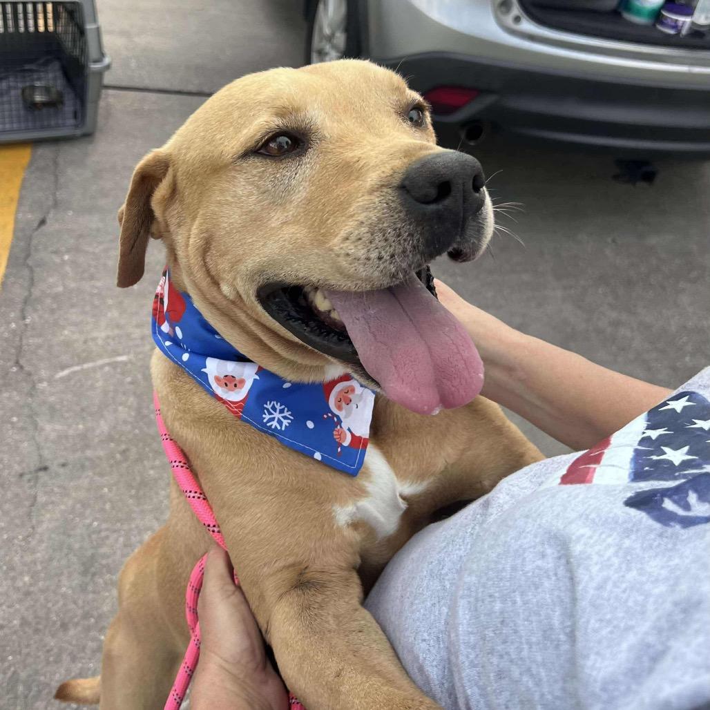 Care Bear, Adoptable, Adult Male Yellow Labrador Retriever.