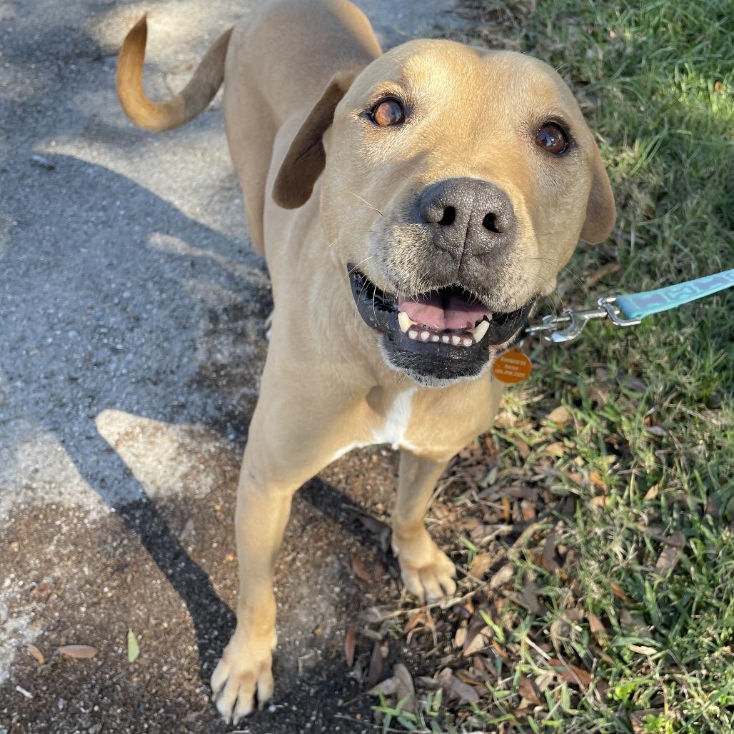 Care Bear, a Adoptable Yellow Labrador Retriever in Waggaman, LA image 2/3