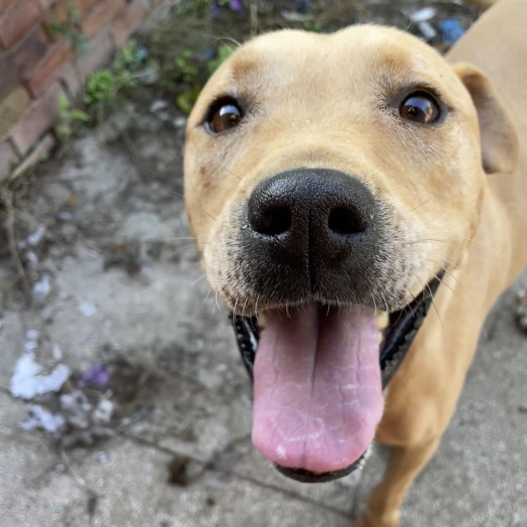 Care Bear, a Adoptable Yellow Labrador Retriever in Waggaman, LA image 3/3