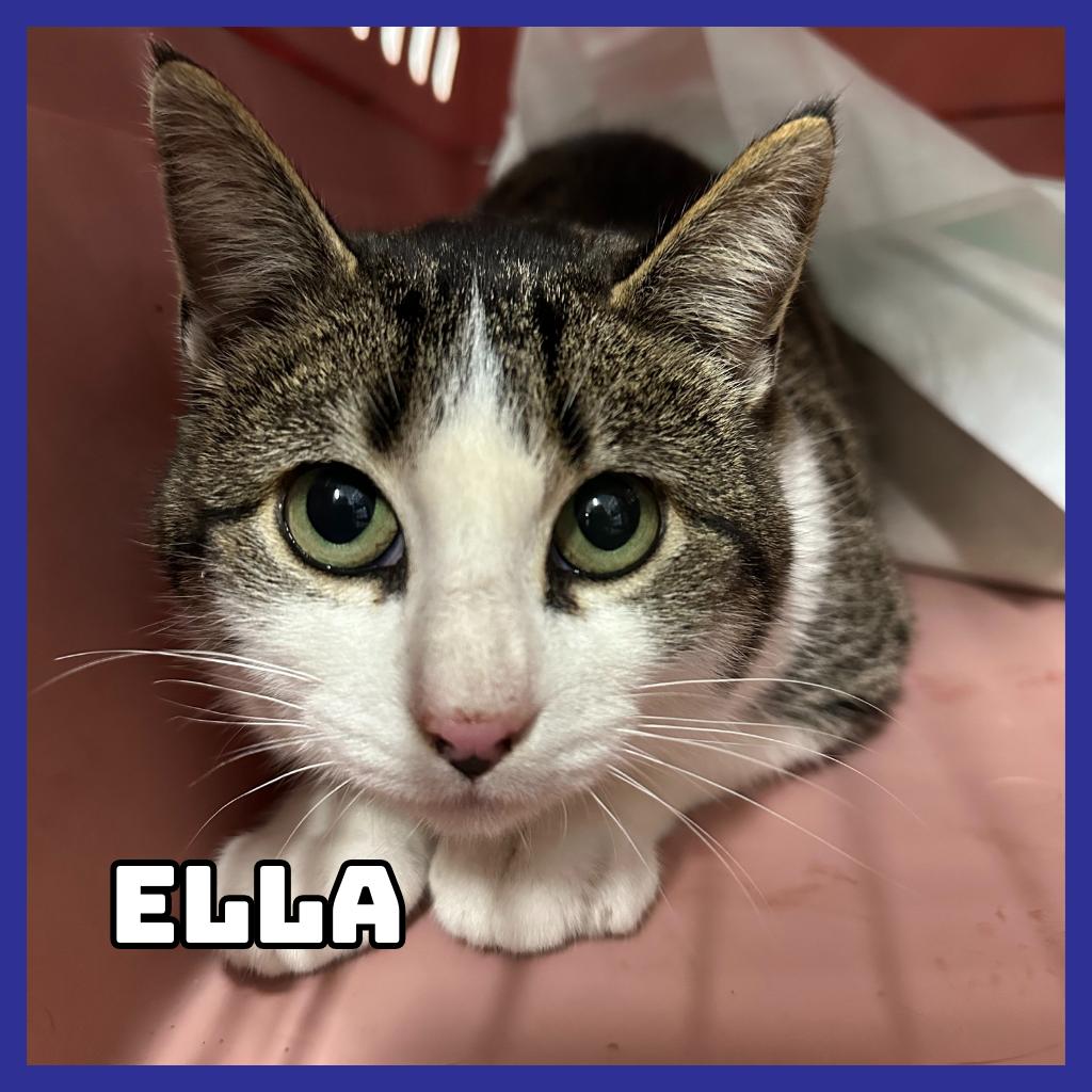Ella, Adoptable, Adult Female Domestic Short Hair.