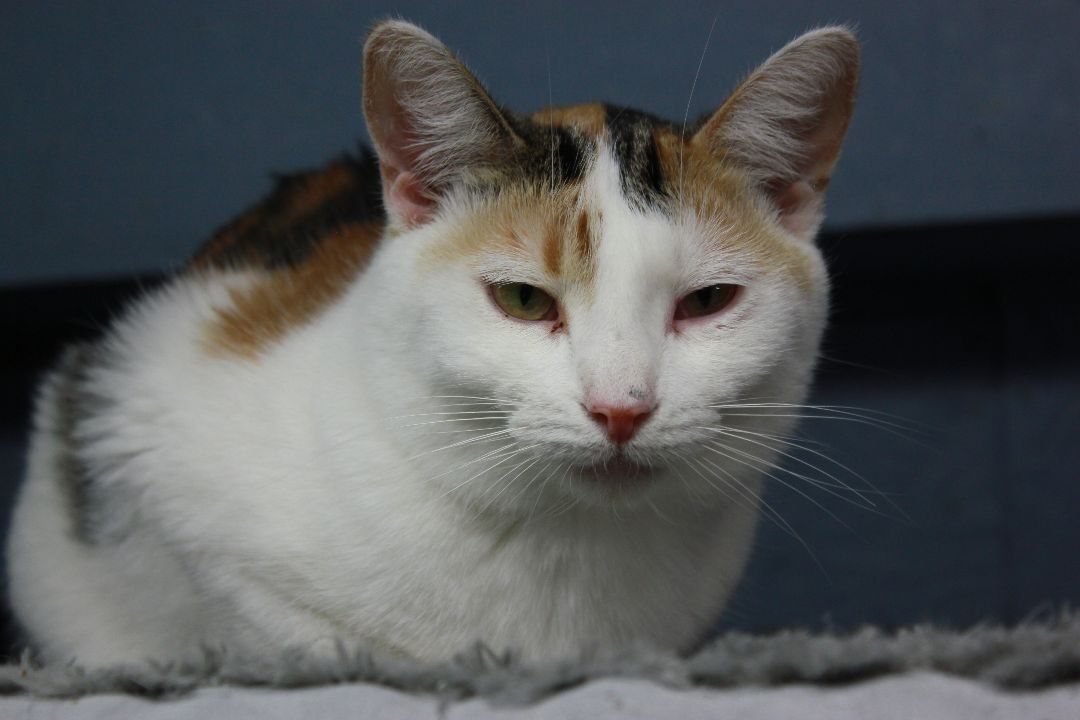 Glamour, an adoptable Calico in New Richmond, WI_image-1