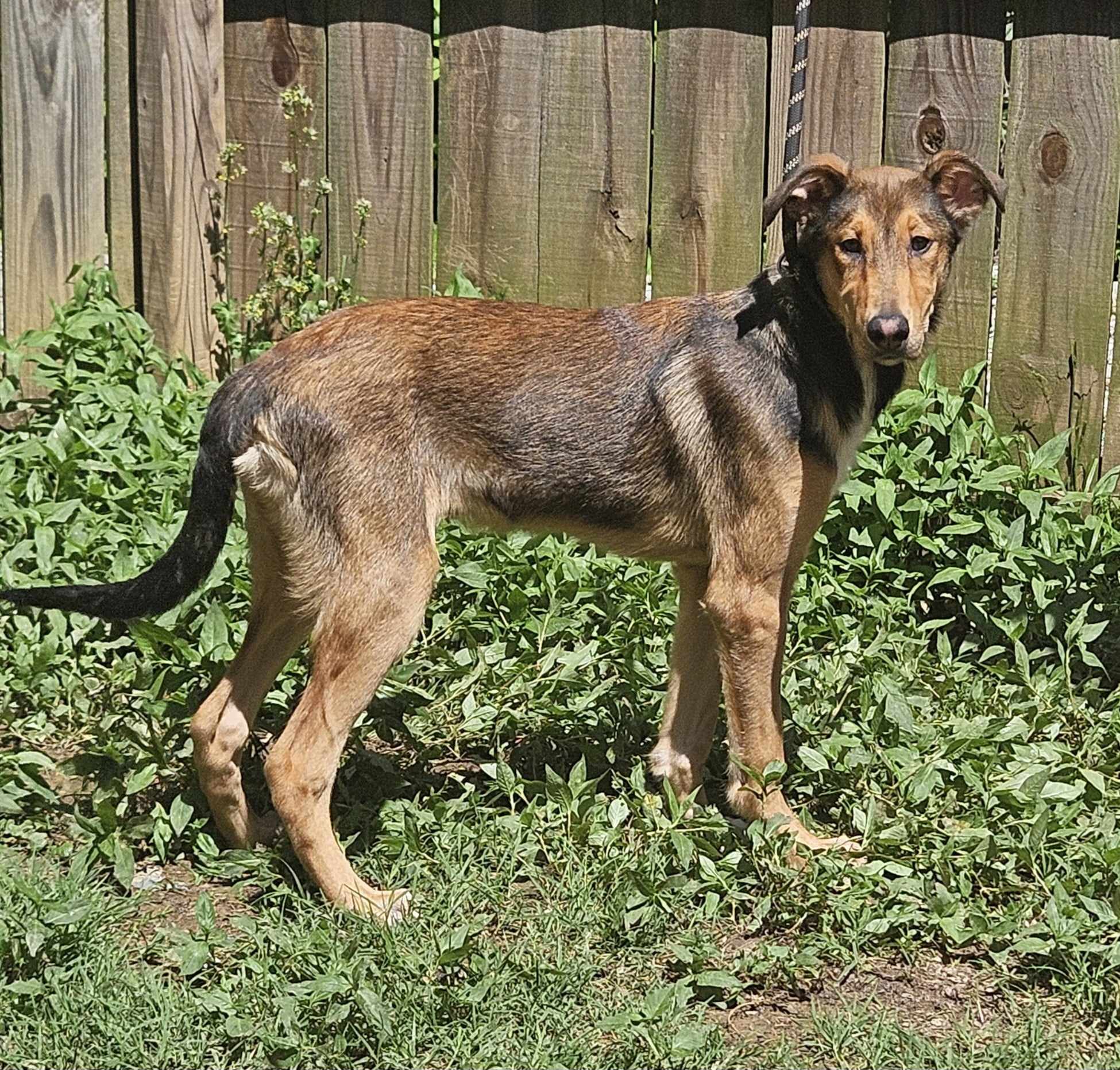 Apache