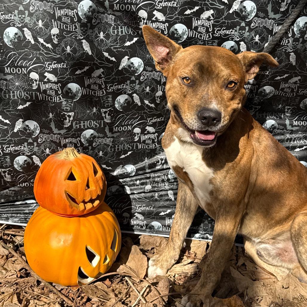 Enlarge Cheese Balls, a Adoptable Mixed Breed in Monroeville, AL image 2/4