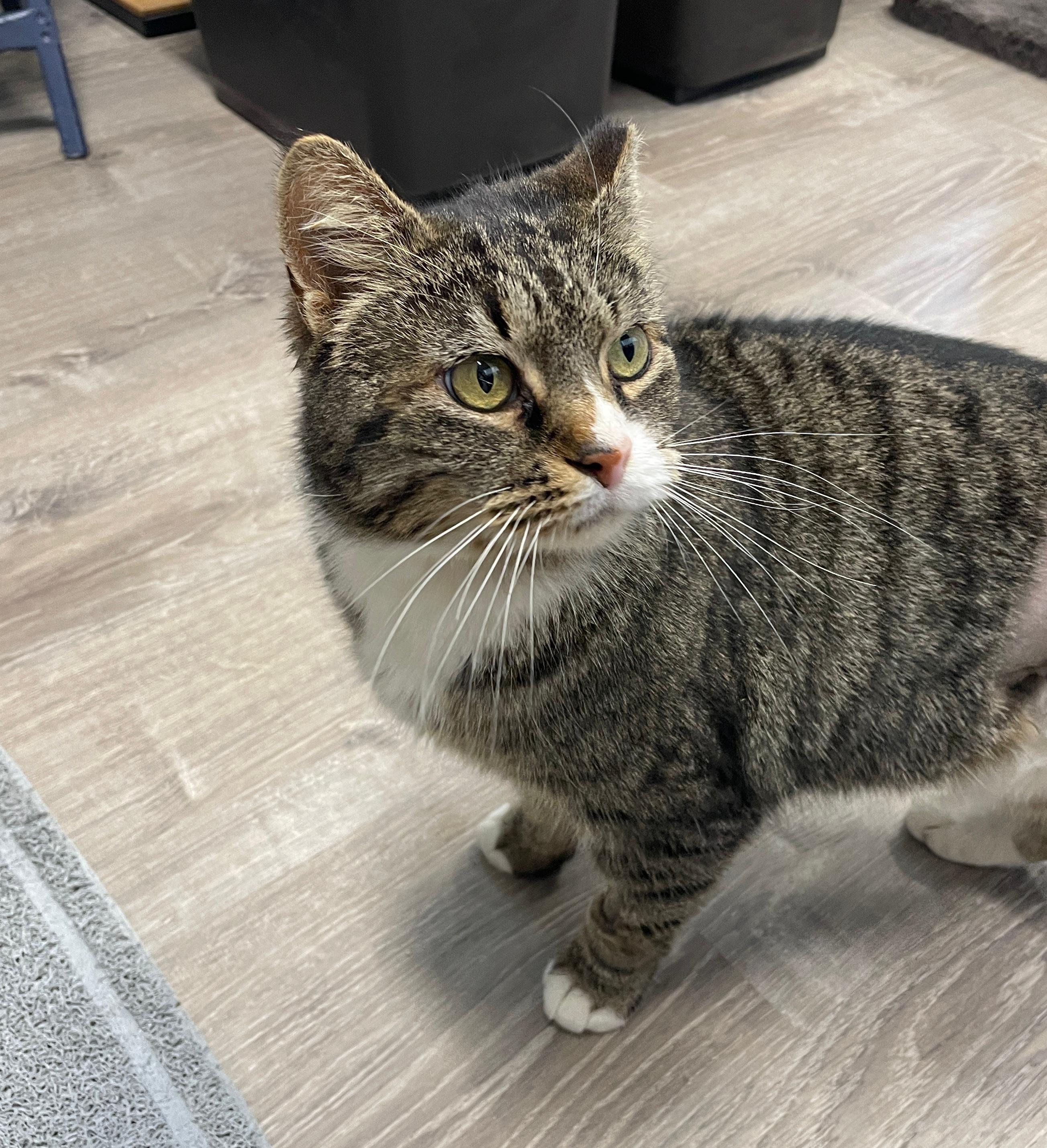 Enlarge Eileen, a ADOPTABLE Domestic Short Hair in Leesburg, VA image 3/3