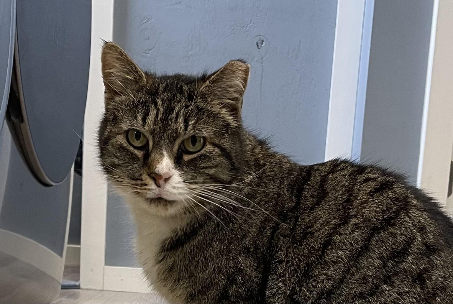 Enlarge Eileen, a ADOPTABLE Domestic Short Hair in Leesburg, VA image 2/3