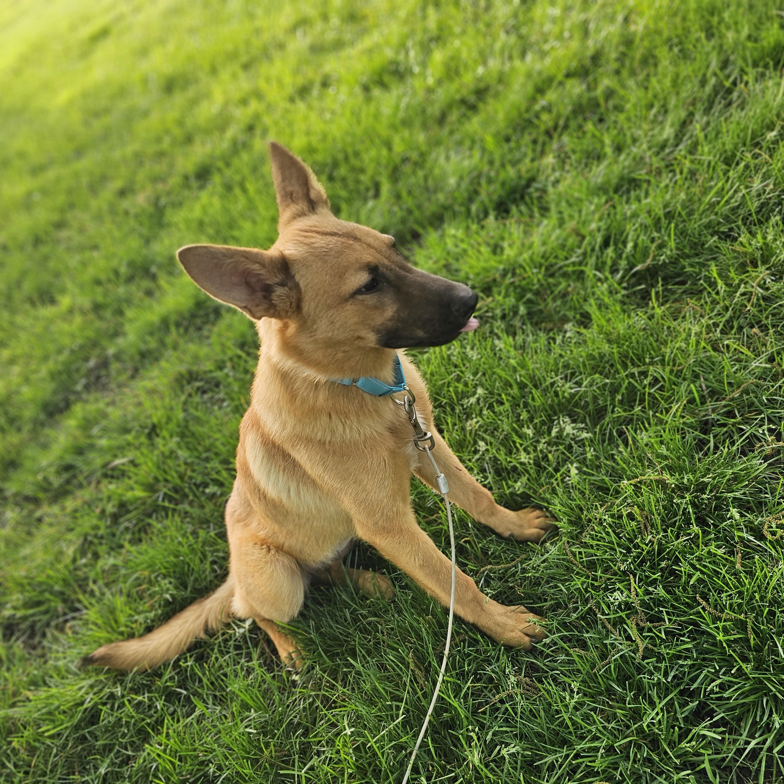Enlarge Delilah , a ADOPTABLE mixed breed in O Fallon, IL image 2/6