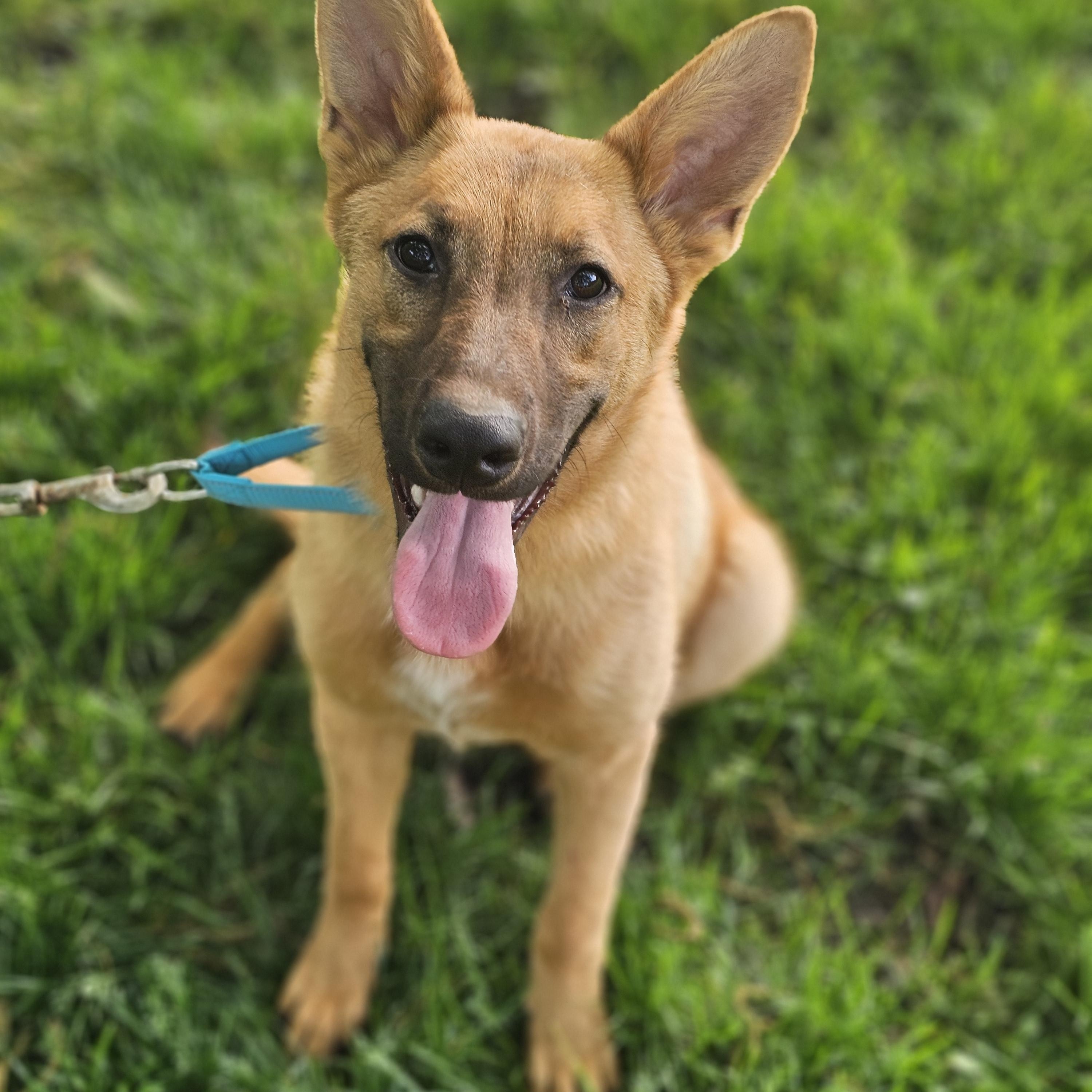 Enlarge Delilah , a ADOPTABLE mixed breed in O Fallon, IL image 1/6