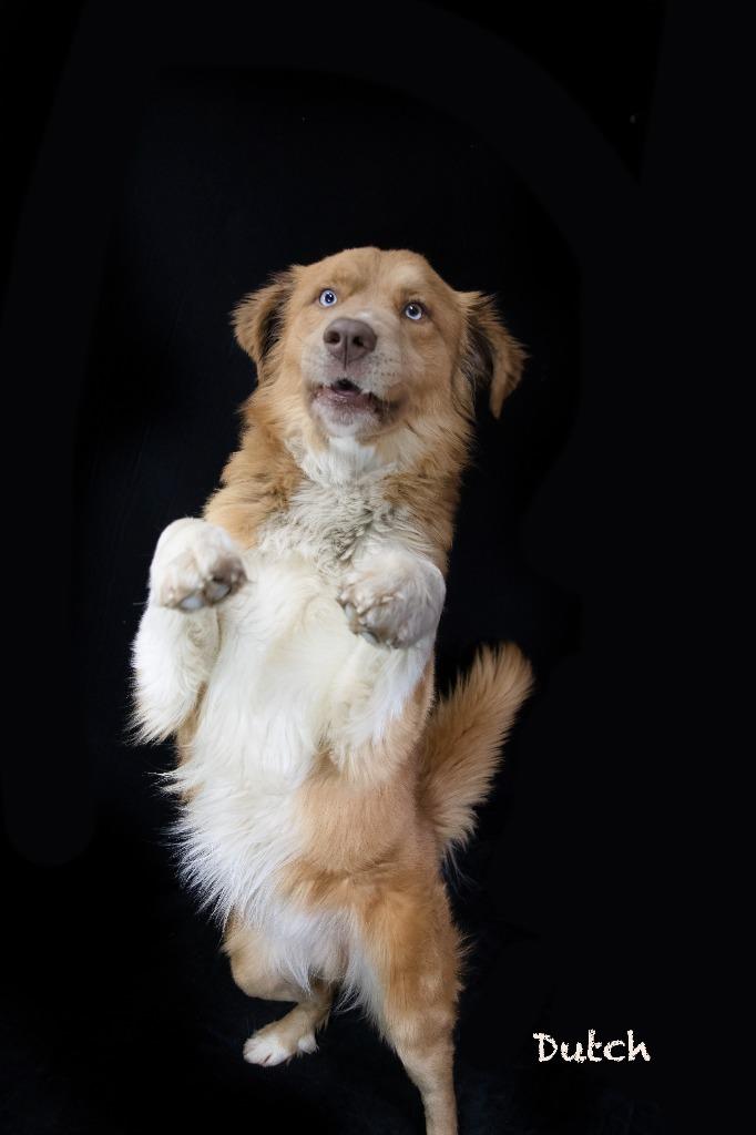 Dutch, Adoptable, Young Male Australian Shepherd & Great Pyrenees.