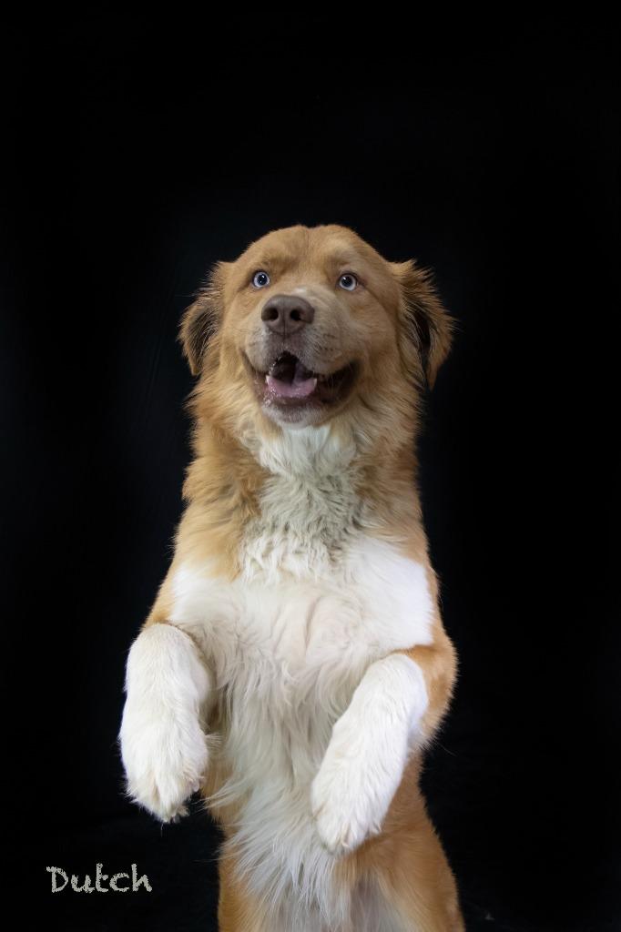 Enlarge Dutch, a Adoptable mixed breed in Hot Springs Village, AR image 2/5