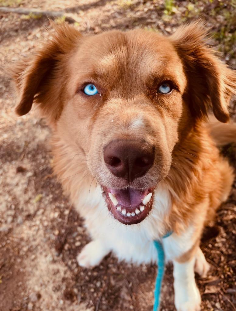 Enlarge Dutch, a Adoptable mixed breed in Hot Springs Village, AR image 4/5