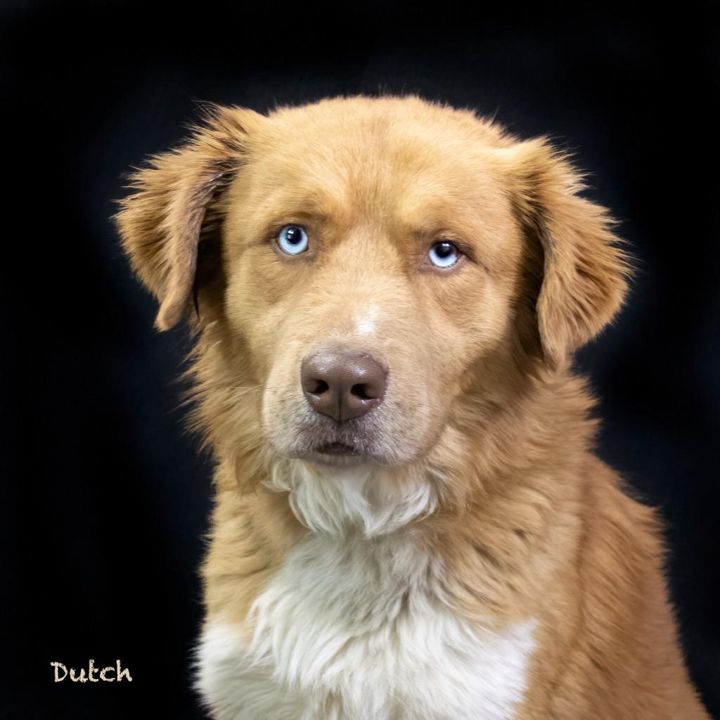 Enlarge Dutch, a Adoptable mixed breed in Hot Springs Village, AR image 5/5