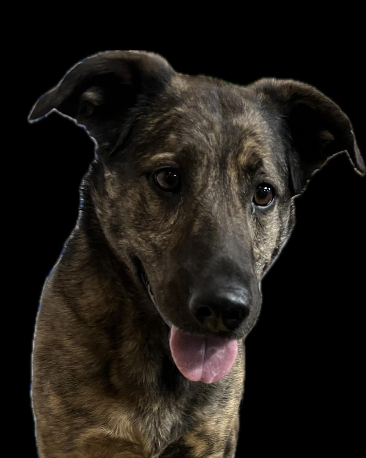 Leah, ADOPTABLE, Adult Female German Shepherd Dog & Labrador Retriever.