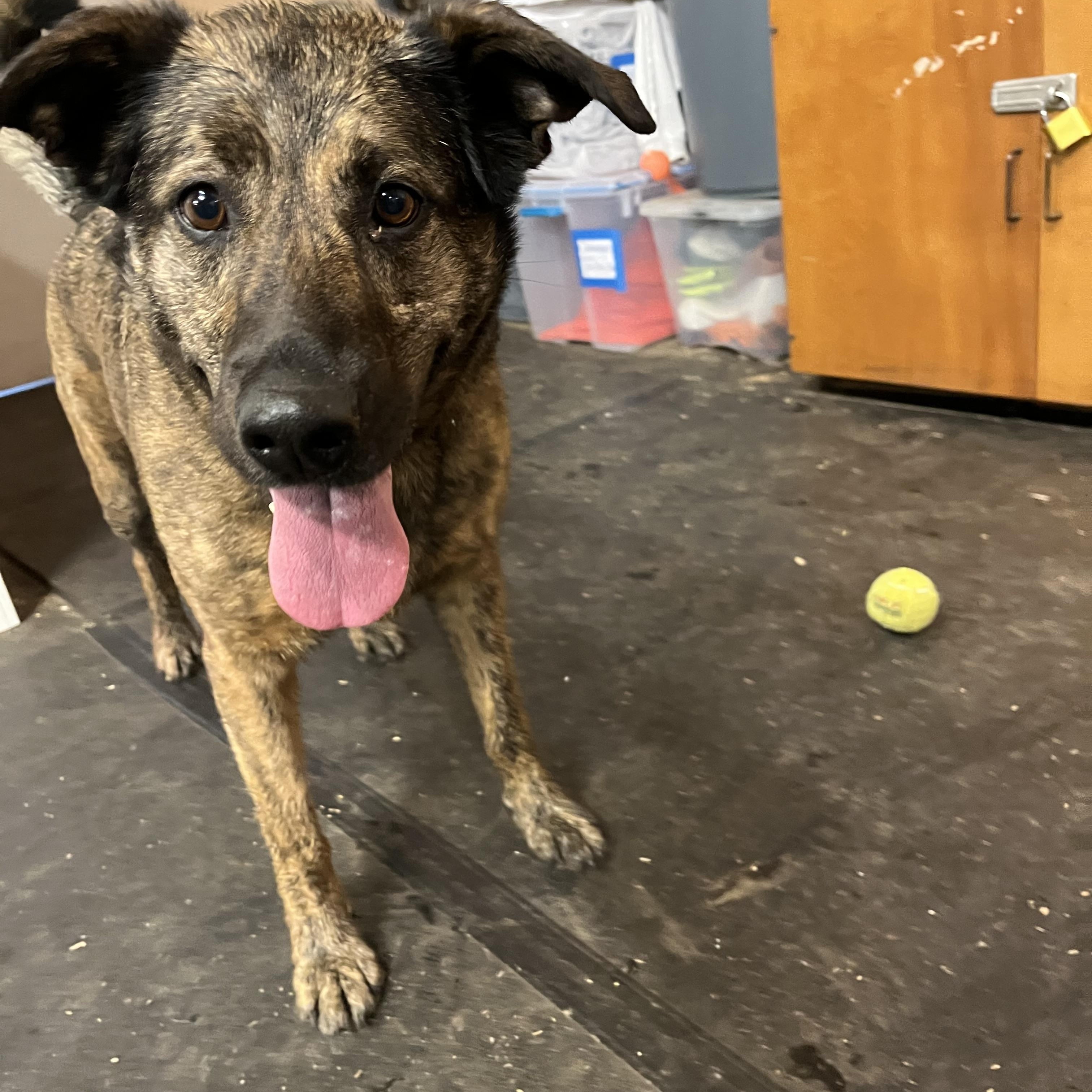 Leah, a ADOPTABLE mixed breed in Snoqualmie, WA image 2/2