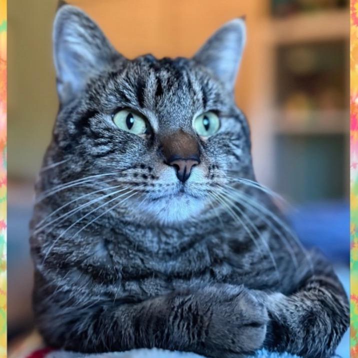 Hazel, Adoptable, Adult Female Domestic Short Hair.