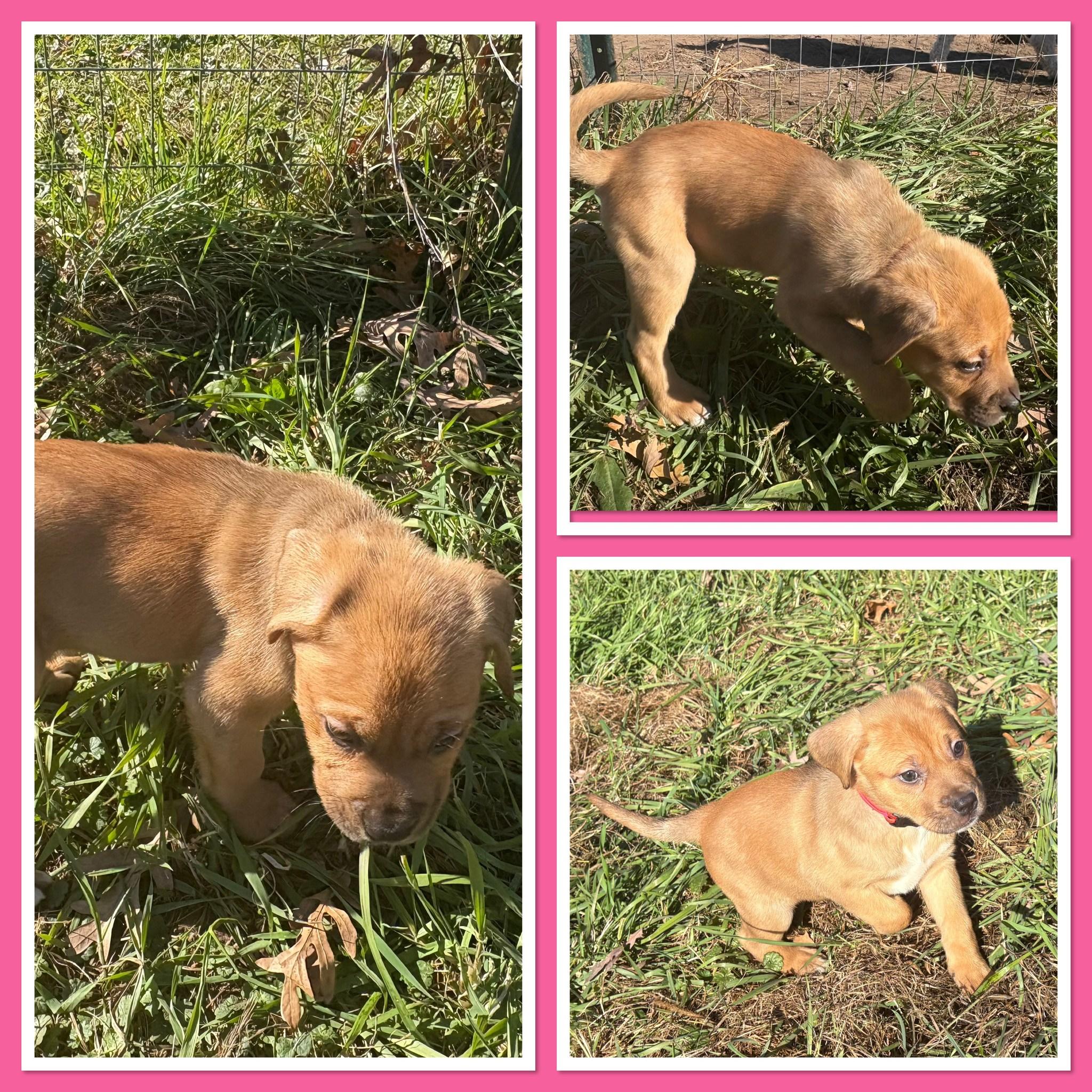 Pinky Pie, Adoptable, Puppy Female Labrador Retriever.