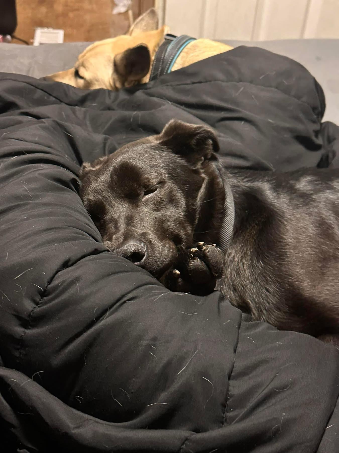 Dugley, ADOPTABLE, Adult Male Black Labrador Retriever.