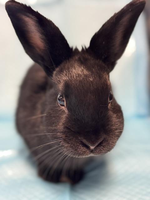 Enlarge Nolan, a Adoptable Bunny Rabbit in Westerville, OH image 4/5