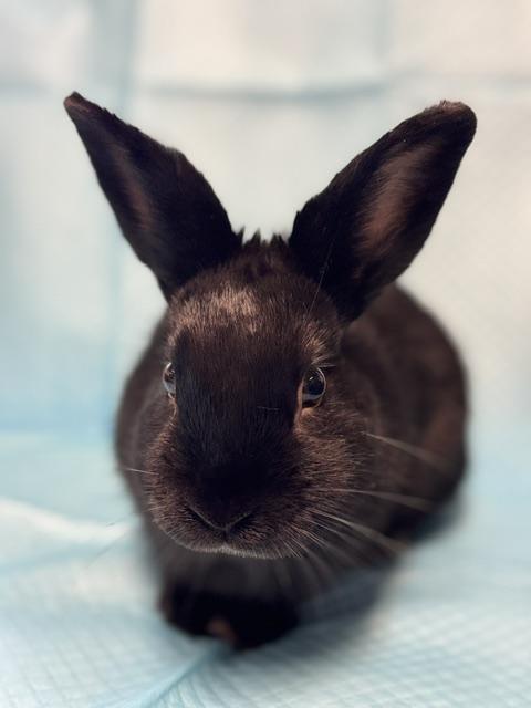 Enlarge Nolan, a Adoptable Bunny Rabbit in Westerville, OH image 3/5