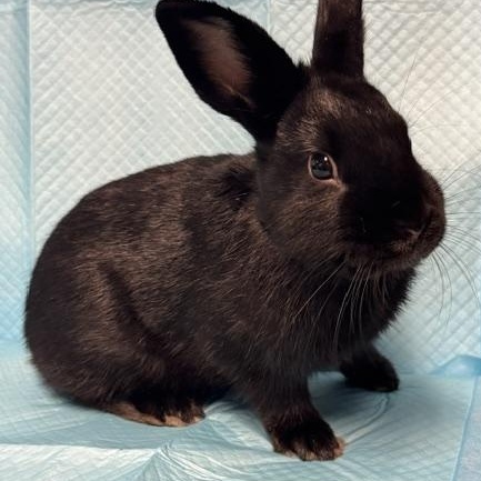 Nolan, Adoptable, Young Male Bunny Rabbit.