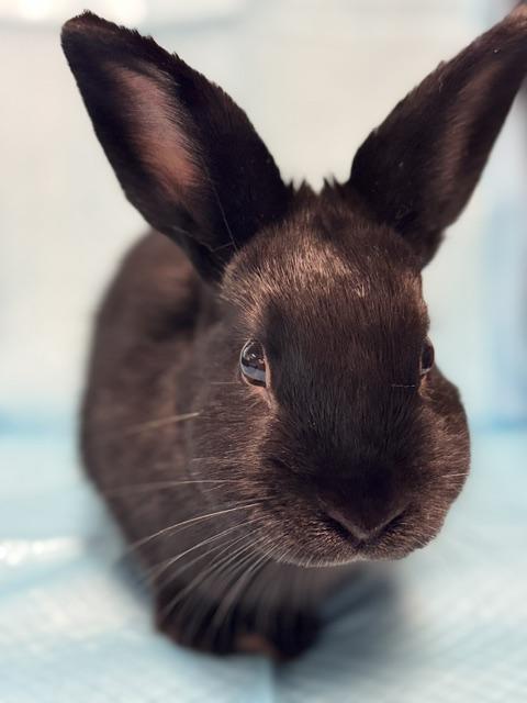 Enlarge Nolan, a Adoptable Bunny Rabbit in Westerville, OH image 5/5