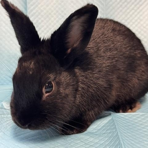 Enlarge Nolan, a Adoptable Bunny Rabbit in Westerville, OH image 2/5