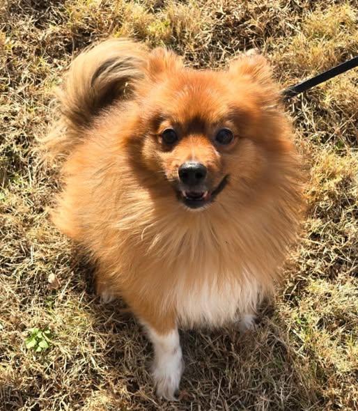 Enlarge Otto, an adoptable Pomeranian in Matthews, NC image 1/1