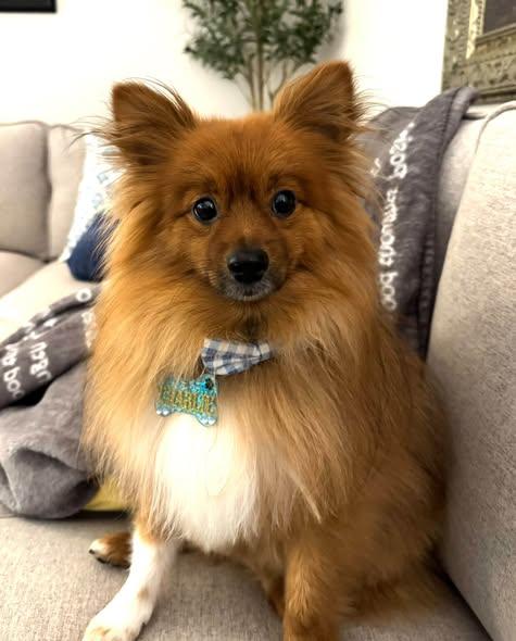 Enlarge Otto, a Adoptable Pomeranian in Matthews, NC image 1/2