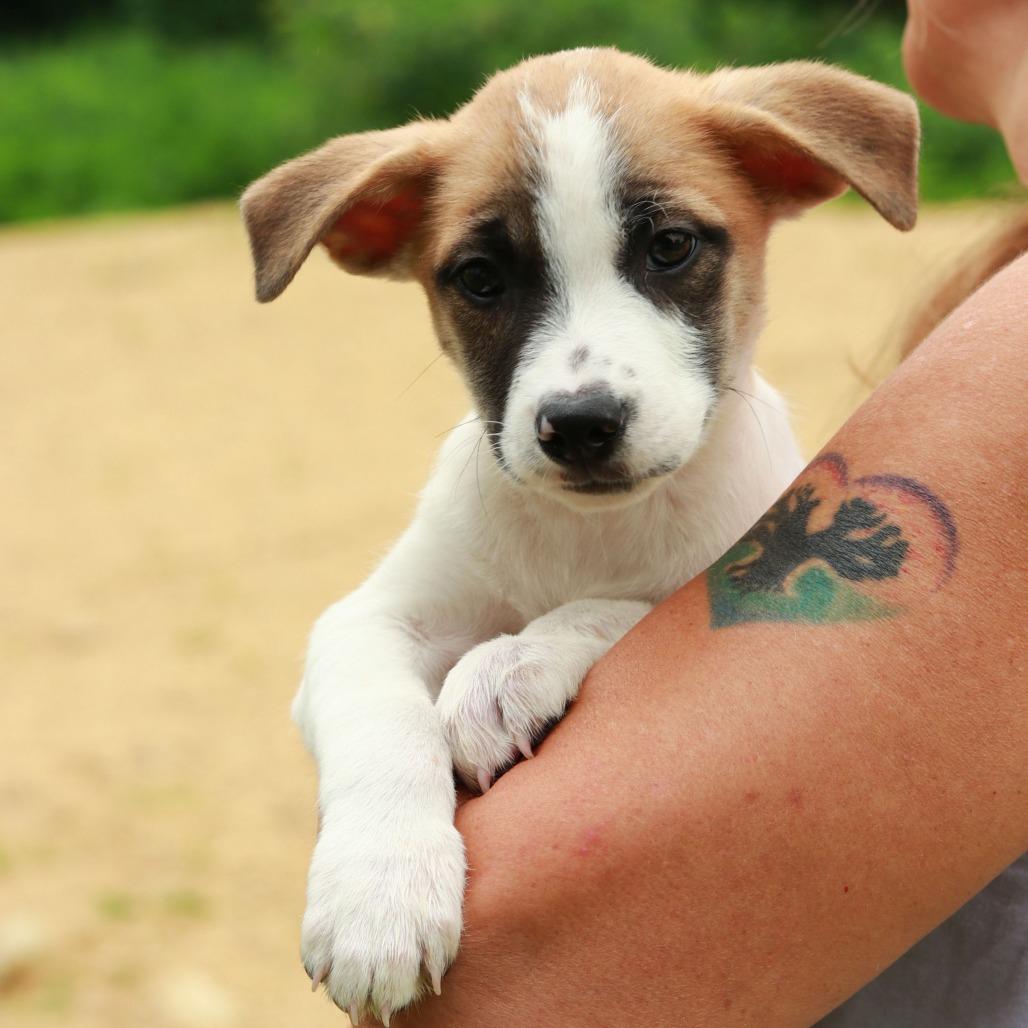 Enlarge CT Brazil, a Adoptable Mixed Breed in Stormville, NY image 1/6