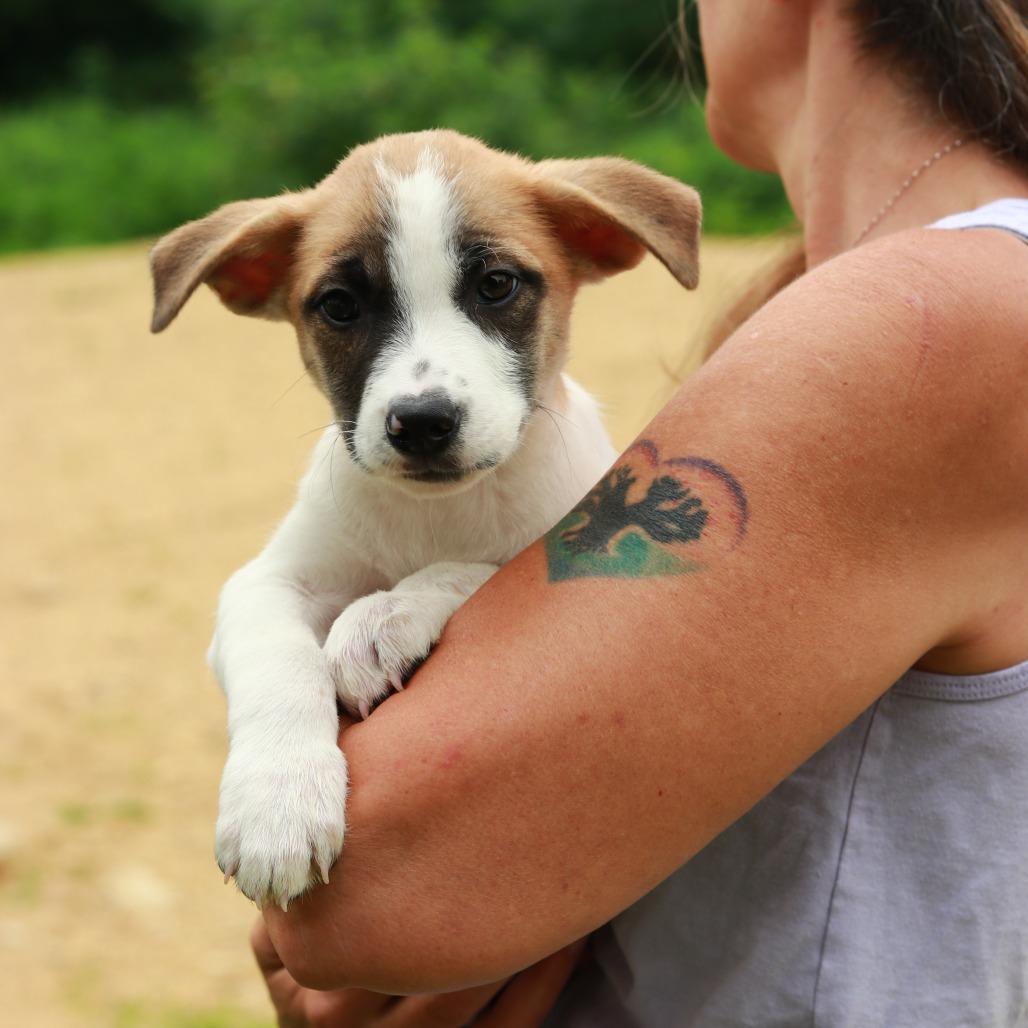 Enlarge CT Brazil, a Adoptable Mixed Breed in Stormville, NY image 2/6