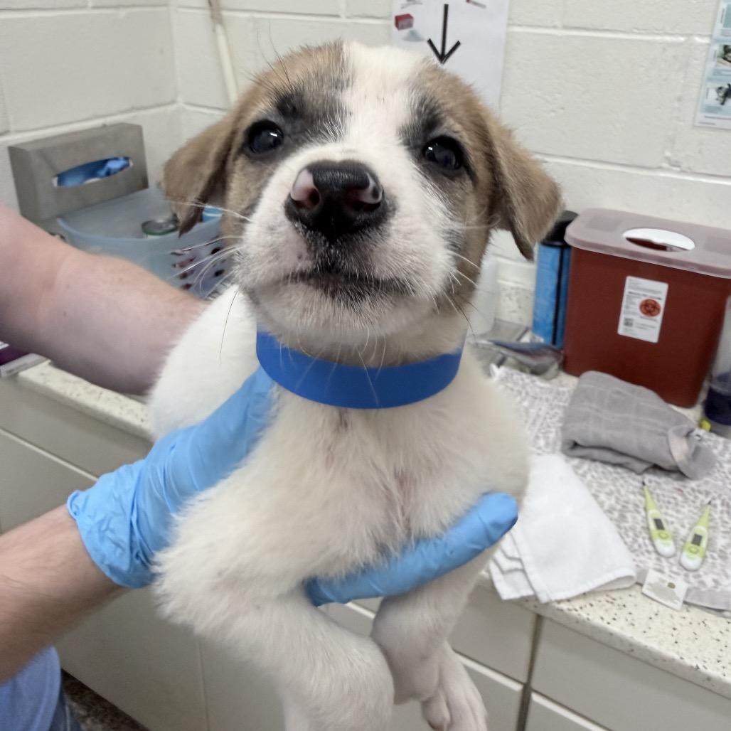 Enlarge CT Brazil, a Adoptable Mixed Breed in Stormville, NY image 3/6