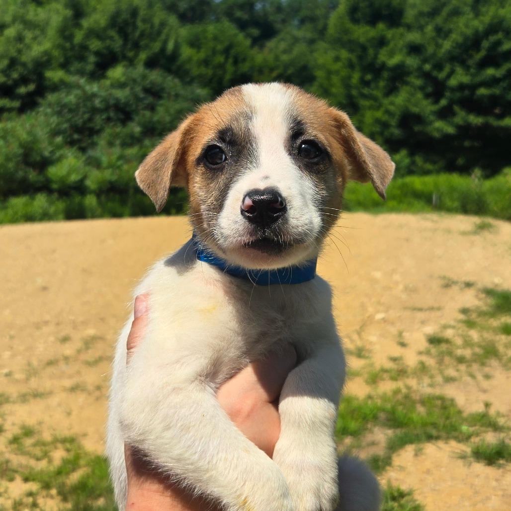 Enlarge CT Brazil, a Adoptable Mixed Breed in Stormville, NY image 4/6