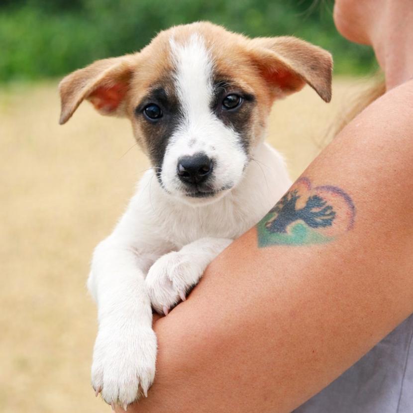 Enlarge CT Brazil, a Adoptable Mixed Breed in Stormville, NY image 5/6