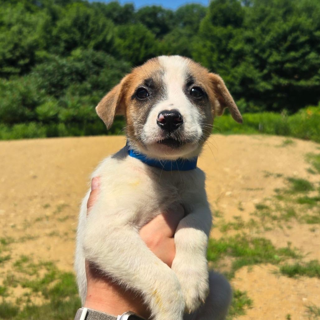 Enlarge CT Brazil, a Adoptable Mixed Breed in Stormville, NY image 6/6