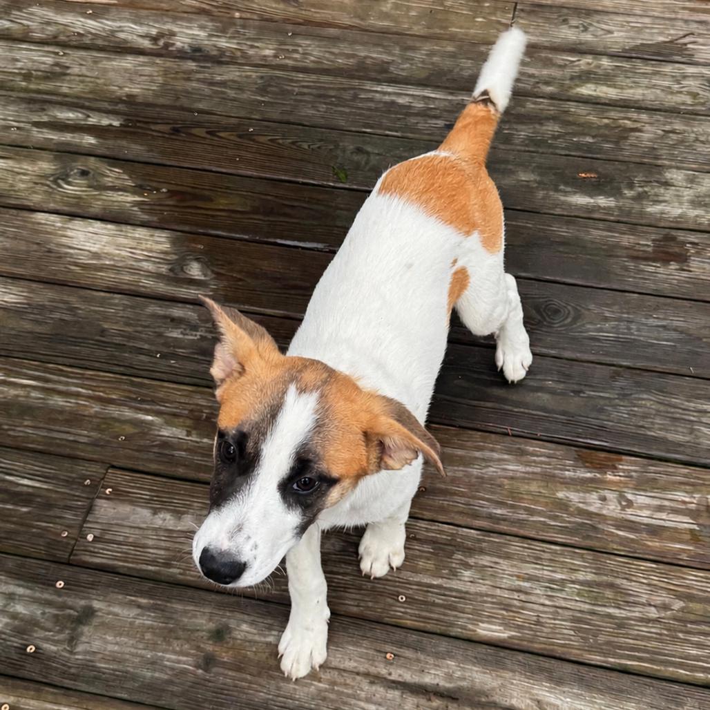 NY Brazil (Foster in Carmel NY), a Adoptable Mixed Breed in Stormville, NY image 1/5